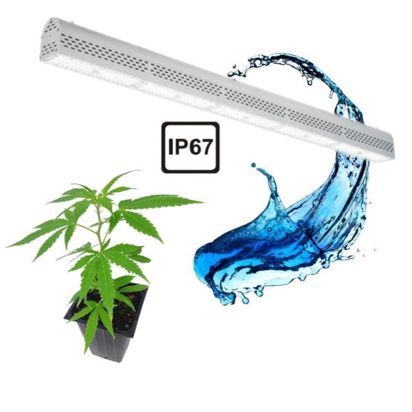 Maximum Yield 300W Greenhouse LED Grow Lights Trusses Installation