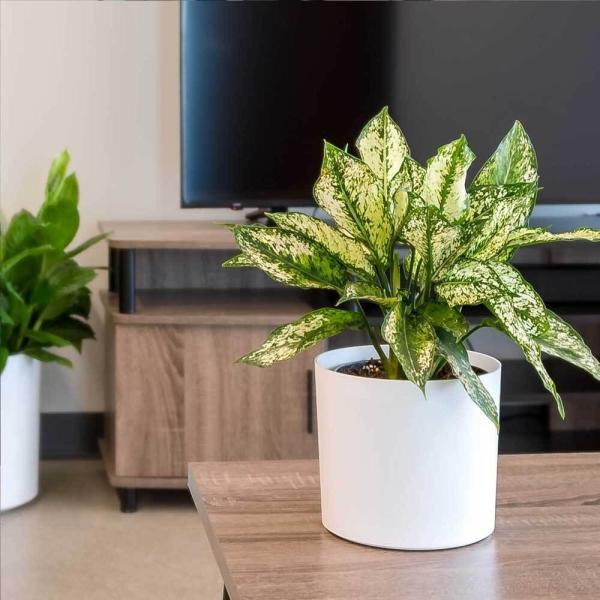 Potes de plantas de flores de fibra de vidro personalizados para plantas de interior