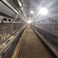 Le type de pose automatique poulet de Hen Egg Layer Battery H met en cage le système