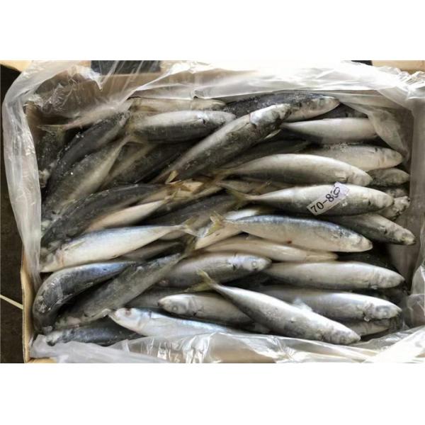 Приманка скумбрии большей части BQF 70g 80g веса 100% чистая замороженная