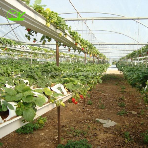 Hydroponic Greenhouse Strawberry Length 30-100m Suitable for Vegetable Fruits Flowers