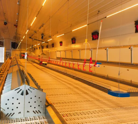 High Efficiency Poultry Farming Equipment Complete Set with Easy Setup Durable Galvanized Steel Cage System