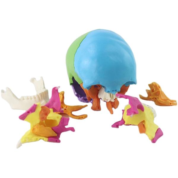 Disarticulated Human Skull Model Cranial 22 Parts Adult Life Size