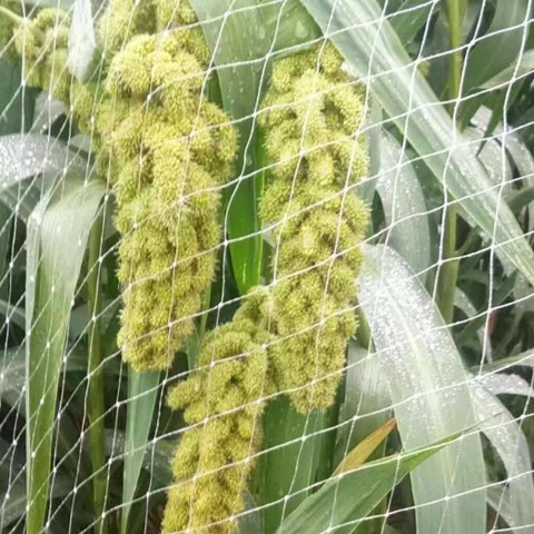 Long Lasting Protection Anti Bird Net with UV Stabilized Chinlon Material