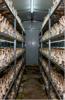 Product Description – Organic Deer Antler Mushroom (120g)