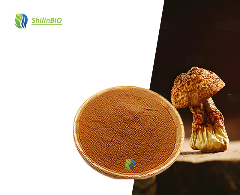 SLBIO Factory Supply Agaricus Blazei Mushroom Extract Polysaccharides Agaricus Blazei Powder