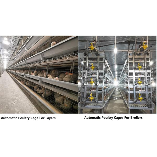 Клетка птицефермы Q235