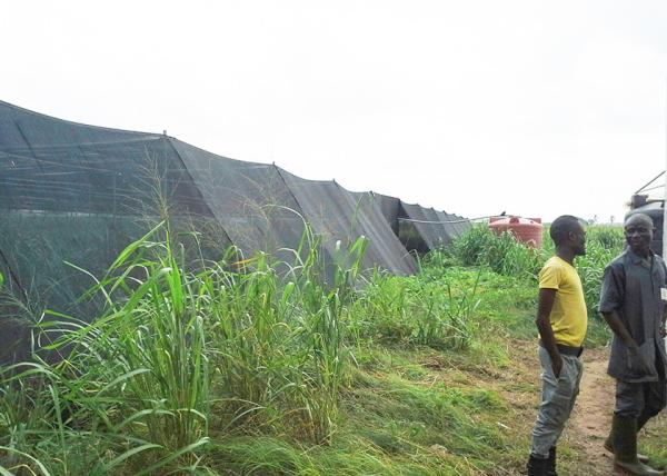 No Welding UV Blocking Shade Net House For Recreational Areas