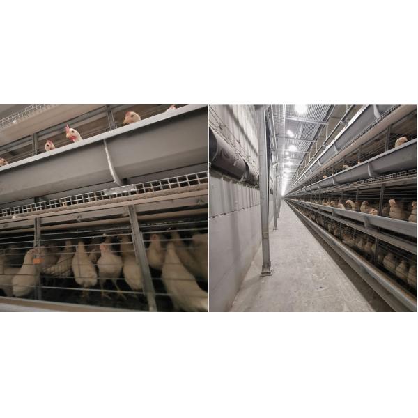 тип клетка 90-160Birds a цыпленка, стальное оборудование сельского хозяйства слоя Q235