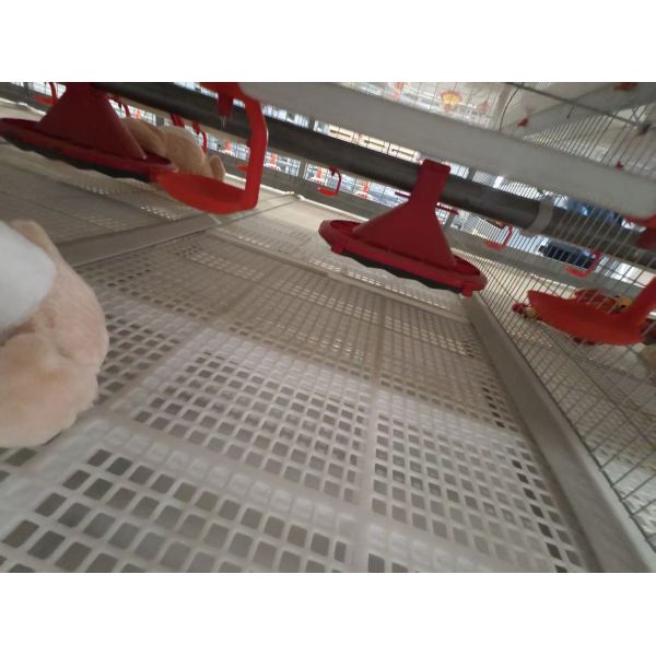 Pre-engineered Broiler Chicken House with Low Maintenance and Customizable Exterior Finishes for Efficient Poultry Farming