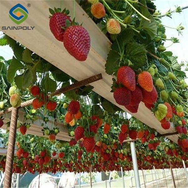 Commercial Automated Strawberry Greenhouse Multi Span Film Greenhouse