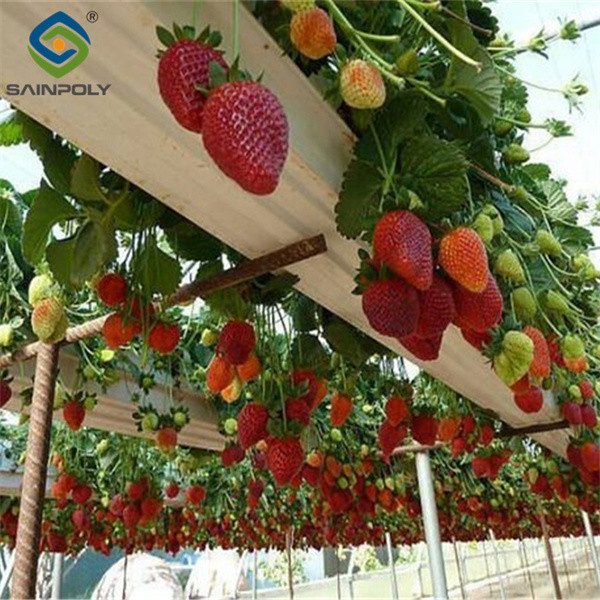 Ultraviolet Proof Double Film Strawberry Green House Large Size