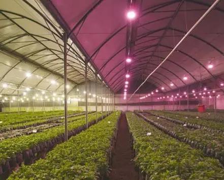 30-дневная гарантия возврата Противокапельная туманность Двухпленочная тепличная структура jx-fg-001