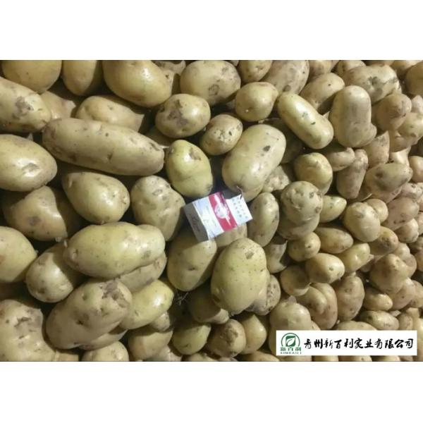 Own Planting Yellow Potatoes Skin Fullness HACCP / GAP Standard