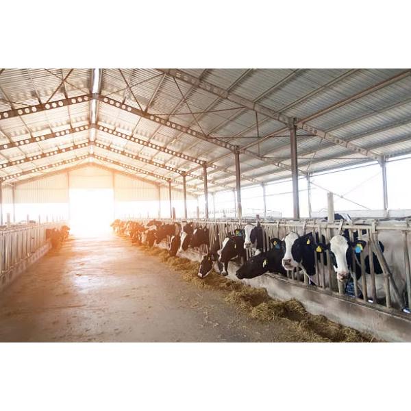 Prefab Metal Horse Barn Fire Resistant Long Lasting Steel Livestock Shed With Gable Roof