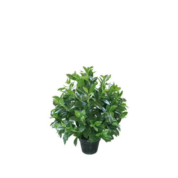 Folhas naturais artificiais sempre-verdes da árvore 30-60cm da fortuna da planta em pasta para a decoração do quarto