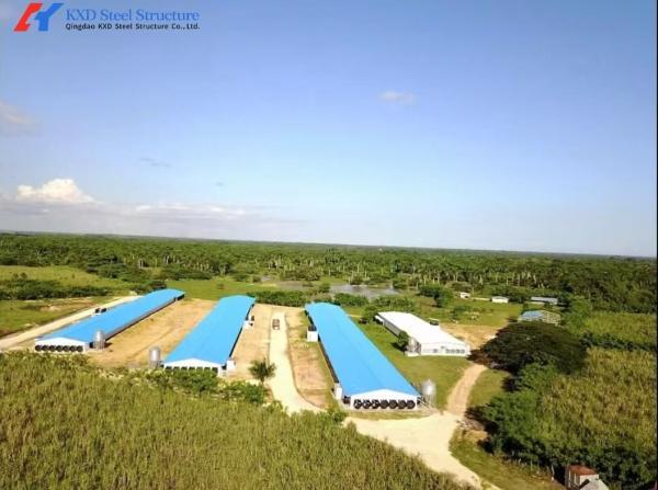 Galvanized Steel Poultry House with Cage Feeding System for Layers & Broilers