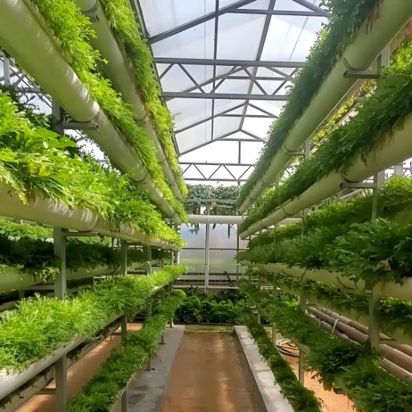 China design wholesale double glass greenhouse Venlo type polycarbonate greenhouse