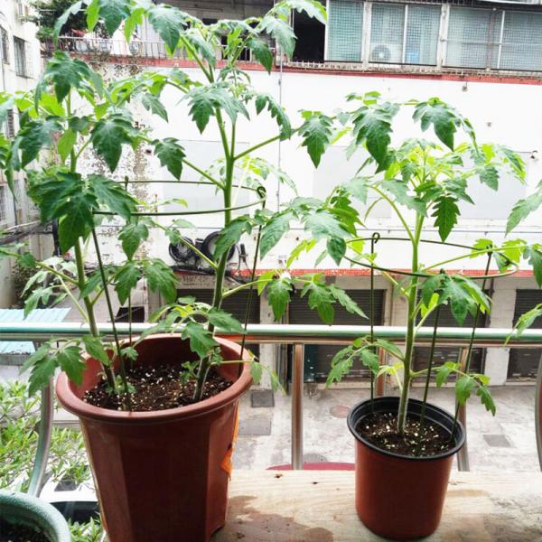 Short 28cm height Flower Support Sticks Set Leaf Support