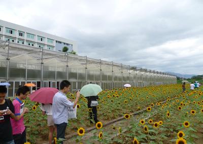 Customizable Commercial Polycarbonate Greenhouse High Shoulder For Agriculture