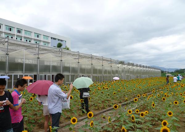 Customizable Commercial Polycarbonate Greenhouse High Shoulder For Agriculture