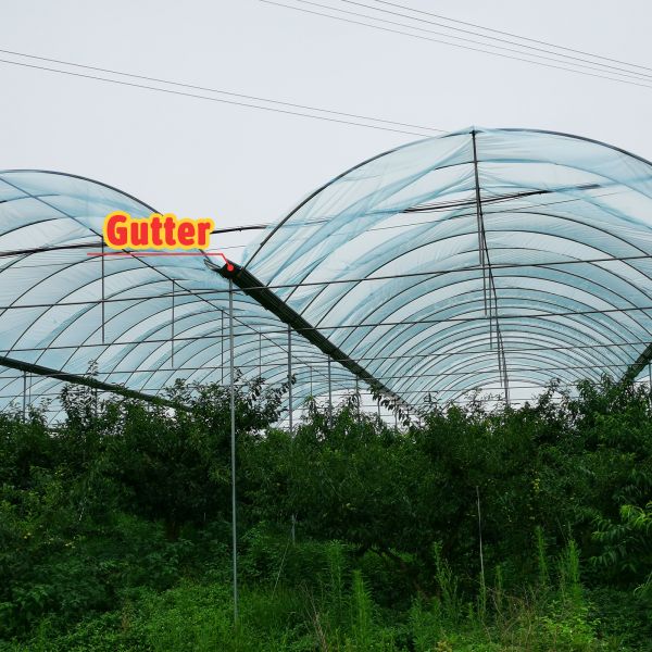 PE Film Cover Rain Shelter Greenhouse with Hot Galvanized Steel Frame for Easy Assembly and Plants Cultivation