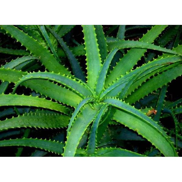 natural anti-bacteria gel anti acne anti eczema herbal gel