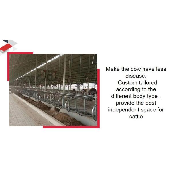 Доказательство ржавчины амбара стойла высоты 95cm свободное для молочной фермы