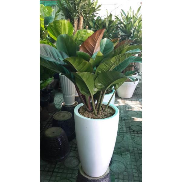 Grands pots ronds en fibre de verre pour le paysage de rue extérieur