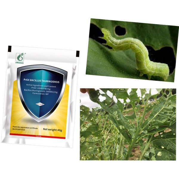 Agricultura natural Pesticida humedecible en polvo Insecticidas biológicos PrGV Bacillus Thuringiensis Efecto sobre el gusano de la col
