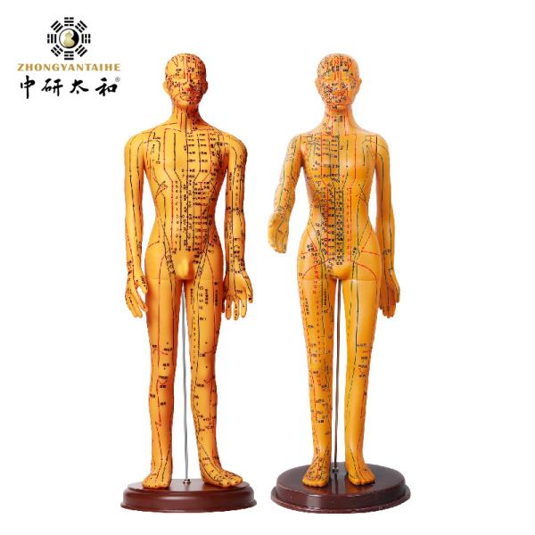 Flexible Joints For Realistic Positioning Acupuncture Model Chinese Medicine Apparatus Designed To Enhance Learning And Practice Accuracy