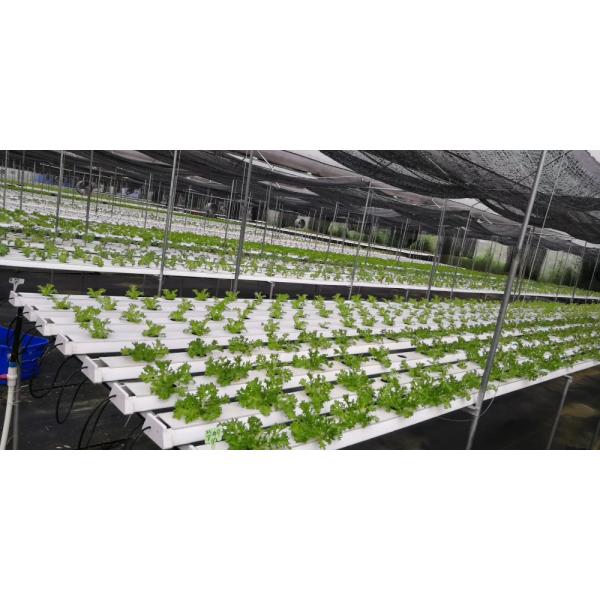 Белая ПВХ гидропоническая система НФТ для массового производства квадратной трубы или 100 * 50 мм круглой трубы