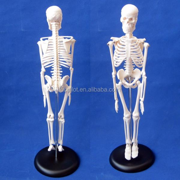 Customizable Logo Advanced PVC Flexible Skeleton Model with Movable Jaw and Material 45CM
