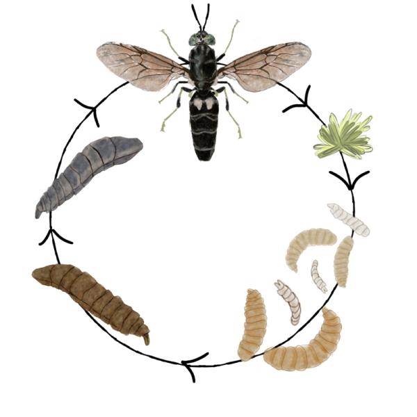 Boost Your Protein Intake with Black Soldier Fly Protein Powder - 30g Serving