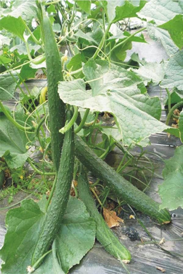 CU12 Nongyue high quality bulk f1 hybrid cucumber seeds wholesale, chinese cucumber seeds