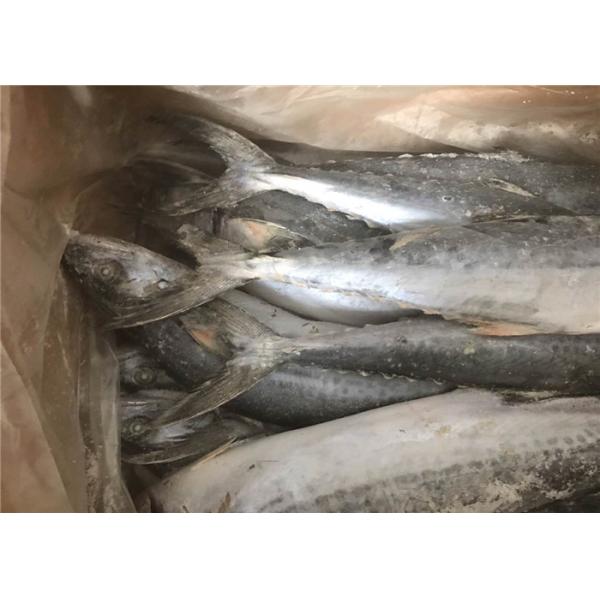 Скумбрия оптового круга 700g 1000g всего замороженная испанская