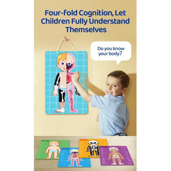 Модель человеческого тела реалистический человеческий дисплей анатомии забавляется 48 частей ранг 3+ возрасты 8+