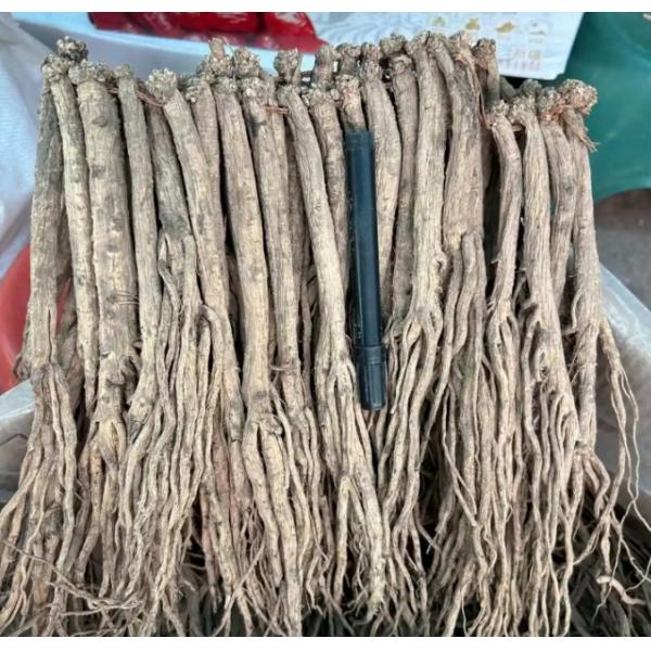 Organic Dried Codonopsis Root Dang Shen Chinese Herbal Medicine for Qi Tonic Spleen Strengthening