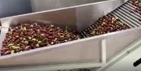 Trieuse de jujubes de l'acier au carbone 220V assortissant la chaîne de production