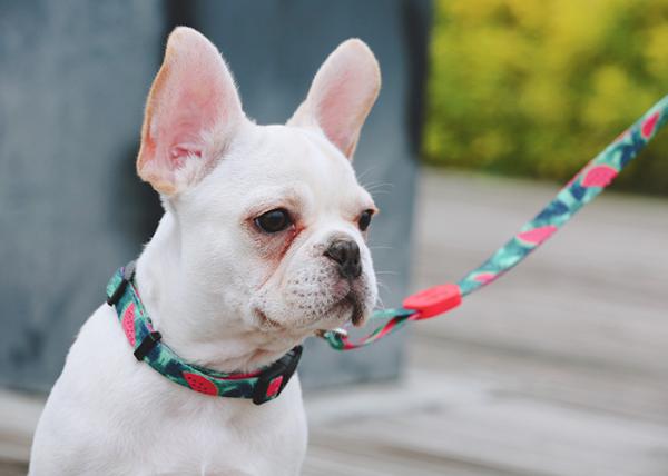 6.1m 20 Foot Anti Pull Dog Lead Collar For Yard Disabled Owners Extra Long