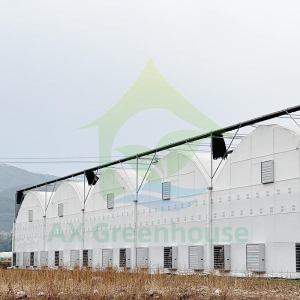 Metal Frame Durable Multi Span Plastic Film Greenhouse For Agriculture Farming