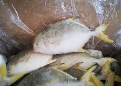 peixes congelados 400G das xaputas