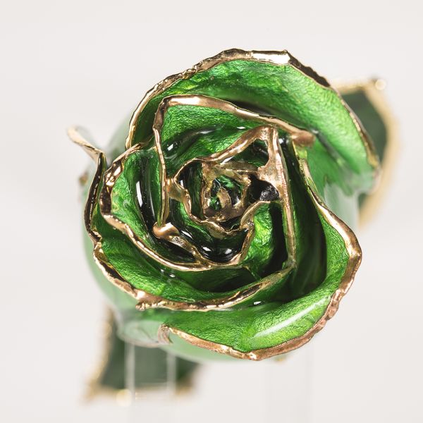 Gold Plated Rose  Wholesale Green Fresh Rose with Stem Present  Rose Gift Valentine Mother Day