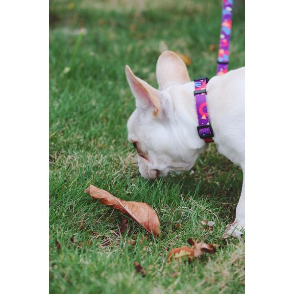 Sublimation Metal Buckle Dog And Leads 3 4 Inch Outdoor Dog Accessories