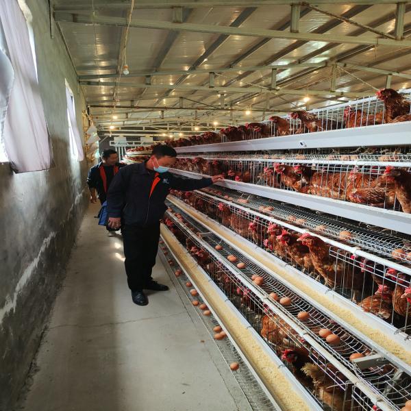 160 Birds A Type Poultry Battery Chicken Layer Cages System For 10000 Birds