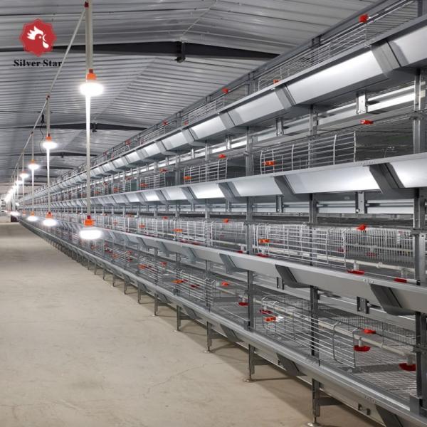 Automated H-Type Meat Broiler Cage System | High-Density Commercial Poultry Equipment