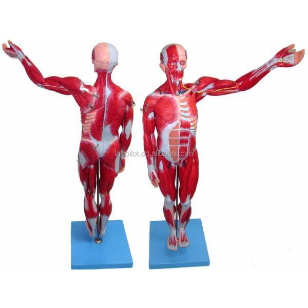 Advanced PVC Full Body Muscles Model with Internal Organs Displaying Function 170cm