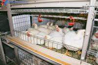 Caja de granja de aves de corral de acero galvanizado en caliente Caja de aves de corral automática de carne