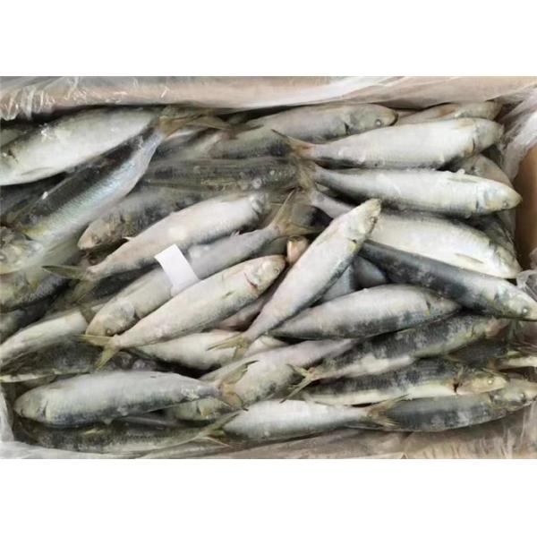Sardinops сырья под сардинами 18 градусов свежими замороженными