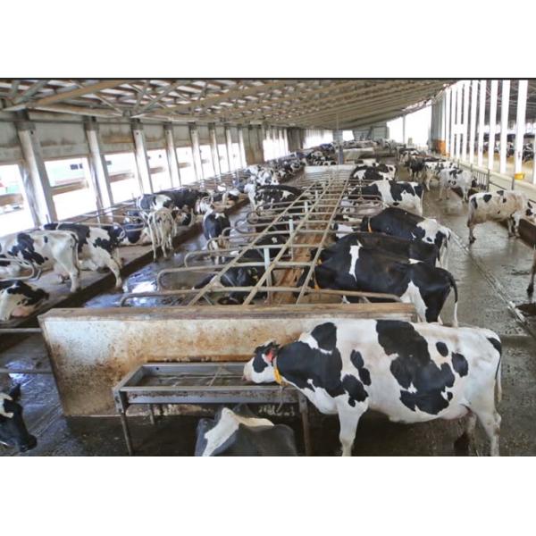 Quick Build Prefab Aircraft Hangars , Sandwich Panel Proof Cow Steel Farm Buildings